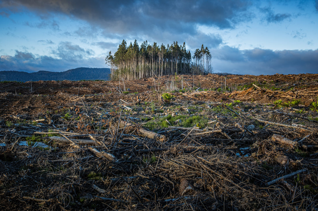 Wie können wir die Anpassung an die Auswirkungen des Klimawandels verbessern?